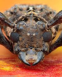 Attēlu rezultāti vaicājumam “Lycogala convexum macro”