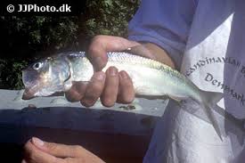 Image result for Alosa fallax