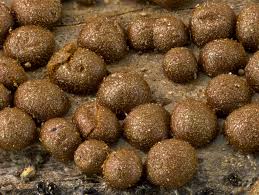 Attēlu rezultāti vaicājumam “Dianema depressum”