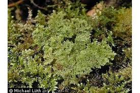 Attēlu rezultāti vaicājumam “Trichocolea tomentella”