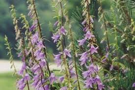 Image result for Campanula rapunculoides