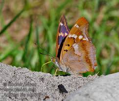 Attēlu rezultāti vaicājumam “Apatura ilia”