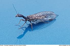 Attēlu rezultāti vaicājumam “Raphidia larva”