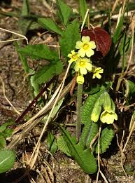 Image result for Himmelschlüssel