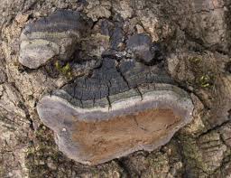 Attēlu rezultāti vaicājumam “Phellinus pini”