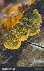 Attēlu rezultāti vaicājumam “Badhamia utricularis plasmodium”