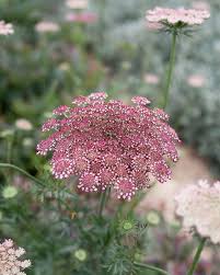 Attēlu rezultāti vaicājumam “Daucus carota subsp. carota flower”