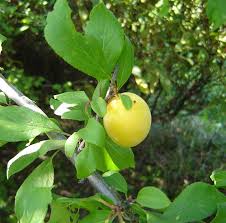 Attēlu rezultāti vaicājumam “Prunus cerasifera fruit”