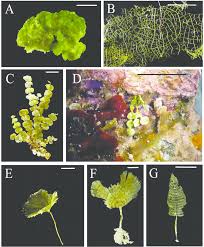 Attēlu rezultāti vaicājumam “Chlorophyta”