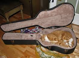 Image result for Cat sleeping in guitar