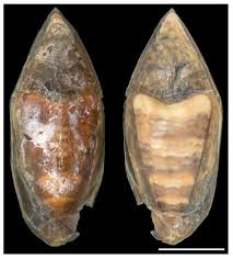 Attēlu rezultāti vaicājumam “Cephalozia bicuspidata sporophyte”