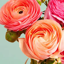 Attēlu rezultāti vaicājumam “Ranunculus elatior flower”