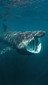 Image result for Cetorhinus maximus