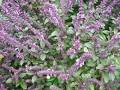 African Blue Basil | In the Garden