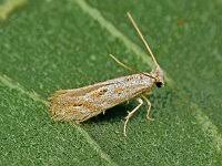 Attēlu rezultāti vaicājumam “Bupalus piniaria female”