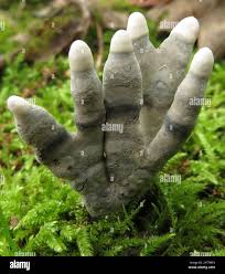 Attēlu rezultāti vaicājumam “Xylaria polymorpha”