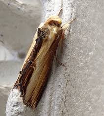 Attēlu rezultāti vaicājumam “Cucullia verbasci”