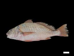 Image result for Micropogonias undulatus