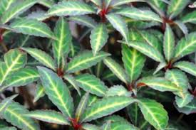 Attēlu rezultāti vaicājumam “Balsaminaceae”