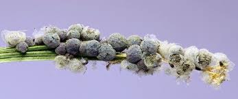 Attēlu rezultāti vaicājumam “Badhamia sp.”