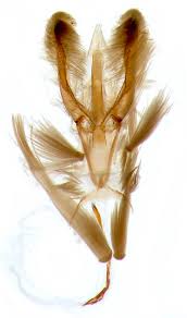 Attēlu rezultāti vaicājumam “Caloptilia hemidactylella”