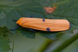 Attēlu rezultāti vaicājumam “Lithosia quadra male”