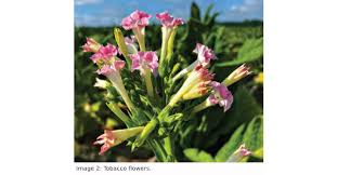 Attēlu rezultāti vaicājumam “Nicotiana tabacum flower”