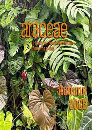 Attēlu rezultāti vaicājumam “Araceae”