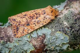 Attēlu rezultāti vaicājumam “Conistra rubiginea”