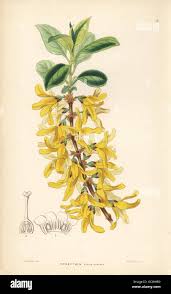 Attēlu rezultāti vaicājumam “Forsythia viridissima flower”