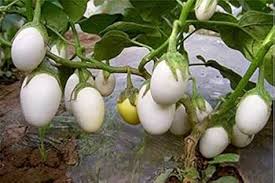 Afbeeldingsresultaat voor bianca a uovo eggplant