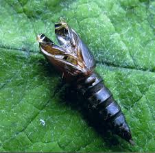 Attēlu rezultāti vaicājumam “Lozotaenia forsterana”