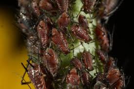 Attēlu rezultāti vaicājumam “Uroleucon hypochoeridis”