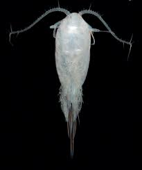 Attēlu rezultāti vaicājumam “Copepoda”
