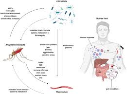 Attēlu rezultāti vaicājumam “Diachea muscorum plasmodium”