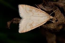 Attēlu rezultāti vaicājumam “Udea lutealis”