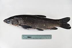 Image result for Mylopharyngodon piceus