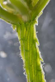 Attēlu rezultāti vaicājumam “Chara intermedia male”