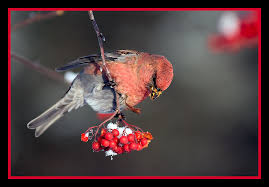 Attēlu rezultāti vaicājumam “Pinicola enucleator adult”