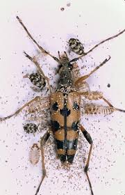 Attēlu rezultāti vaicājumam “Anthrenus verbasci”