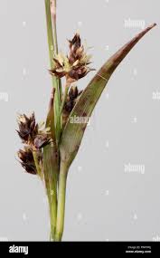 Attēlu rezultāti vaicājumam “Luzula campestris flower”