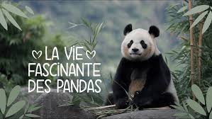 Résultat de recherche d'images pour "pandas"