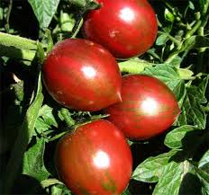 Attēlu rezultāti vaicājumam “Lycopersicon esculentum”