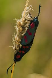 Attēlu rezultāti vaicājumam “Zygaena cocoon”