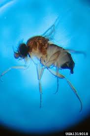 Attēlu rezultāti vaicājumam “Phoridae”