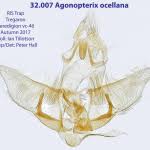 Attēlu rezultāti vaicājumam “Agonopterix ocellana”