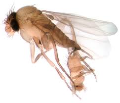 Attēlu rezultāti vaicājumam “Phoridae”