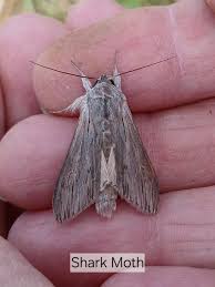 Attēlu rezultāti vaicājumam “Cucullia umbratica”