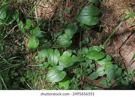 Attēlu rezultāti vaicājumam “Maianthemum bifolium leaf”