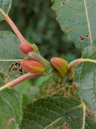 Attēlu rezultāti vaicājumam “Salix aurita bud”